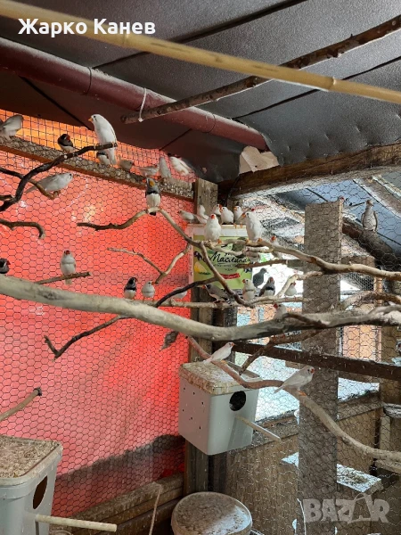 Зеброви амадини, снимка 1