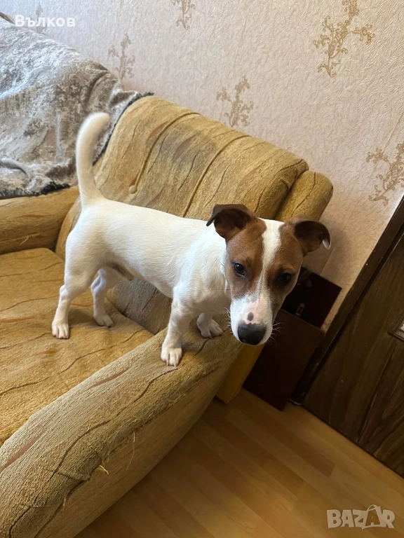 Джак-ръсел териер, снимка 1