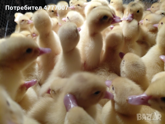 Патета Мюлари , снимка 2 - Патици и гъски - 54061945