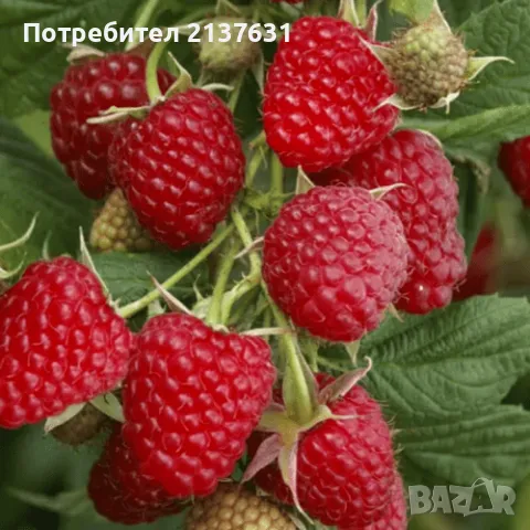  КАСИС , БОРОВИНКА , МАЛИНИ , ЯГОДИ каскадни и увивни , снимка 4 - Разсади - 49568886