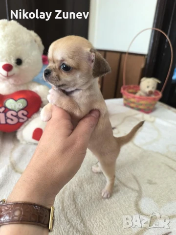 Мини момиченце Чихуахуа , снимка 1