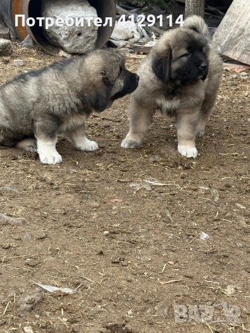 Кавказка овчарка , снимка 1