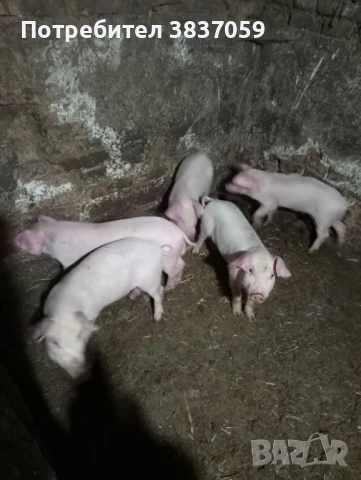 Продавам прасенца , снимка 1