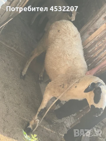 Продавам коч, снимка 1