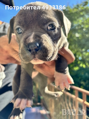 American Bully XL/Американско Були ХЛ, снимка 3 - Питбул - 56309405