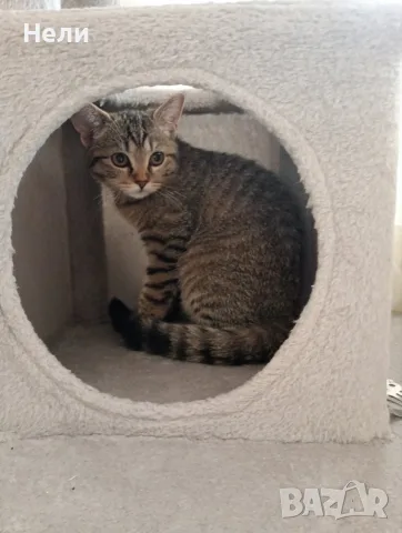 Коте Алис на 4 месеца си търси дом, снимка 6 - Други - 55904565