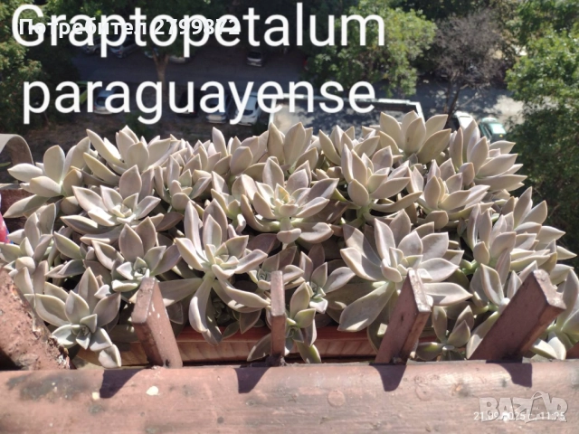 Опунция микродазис, Ешеверия, Граптопеталум, снимка 5 - Градински цветя и растения - 52108842