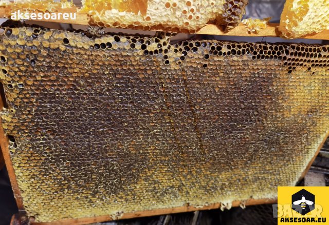 Продавам полифлорен пчелен мед - 8 лв. на буркан с винтова капачка, снимка 11 - Пчелни продукти - 15252670