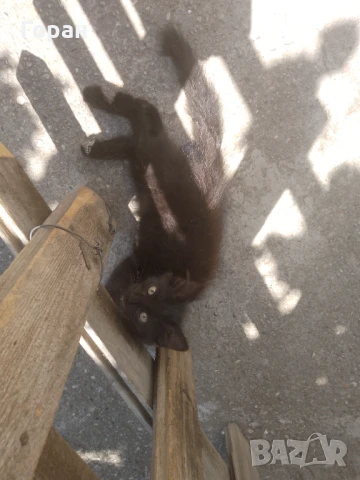 Подарявам малки котета , снимка 6 - Други - 50831081