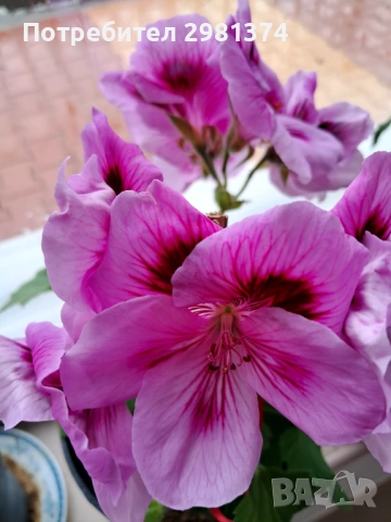 Царско мушкато