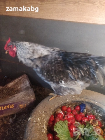 Продавам 2 млади едри петли на по 8-9 месеца, домашно свободно гледани, снимка 4 - Кокошки и пуйки - 53162112