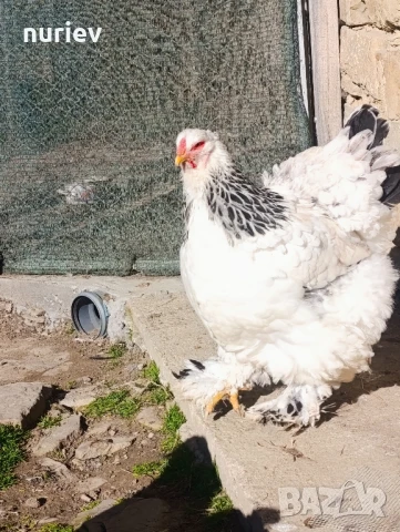 бяла колумбия , снимка 3 - други­ - 50512564