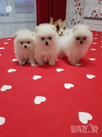 Померан померанчета свободни Гр. София