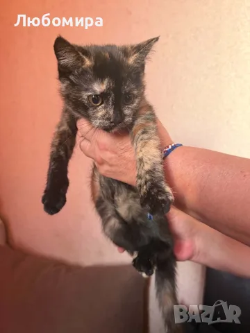 Подарявам котенце , снимка 2 - Други - 56329923