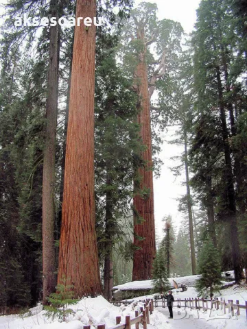 Нови Екзотични 15 семена от гигантска секвоя мамутово дърво sequoiadendron giganteum за декорация, снимка 6 - Сортови семена и луковици - 50223558