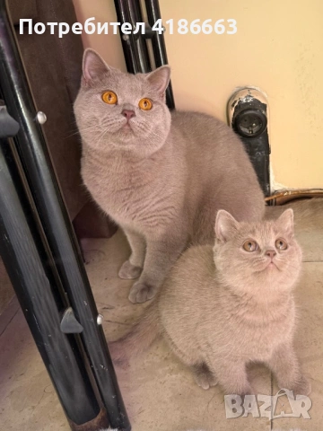 Британска късокосместа цвят люляк търси дама