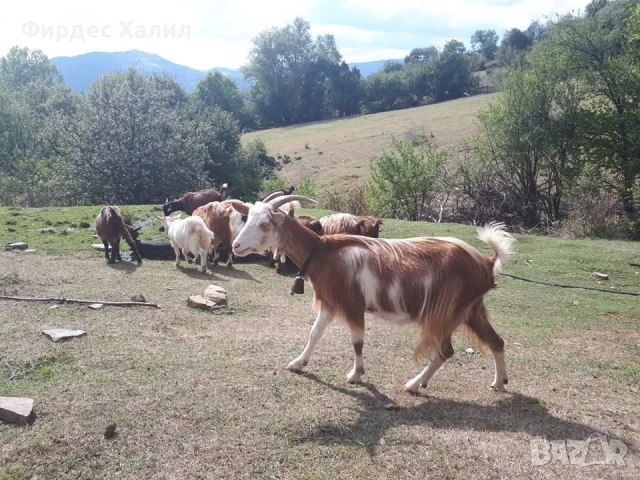 Продавам, снимка 3 - Овце - 54343315