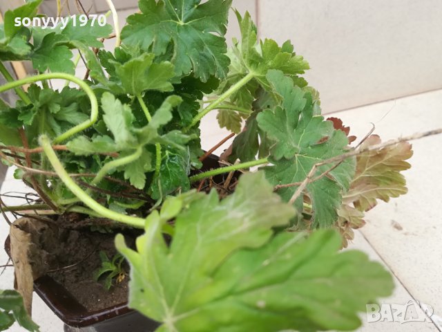 здравец в саксия с почва 2702241606, снимка 3 - Градински цветя и растения - 44495750