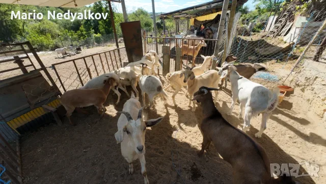 Продавам добре гледани ярета (25-30 кг) – с. Ботево, обл. Варна