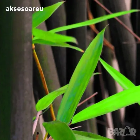 100 нови висококачествени семена Студоустойчив черен бамбук от САЩ за Декорация на дома и Градината , снимка 6 - Сортови семена и луковици - 49728001