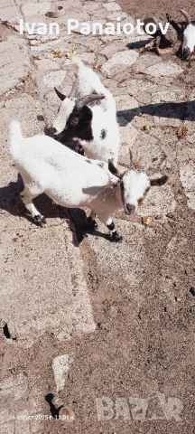 продавам мини козички, снимка 5 - Кози - 47564821
