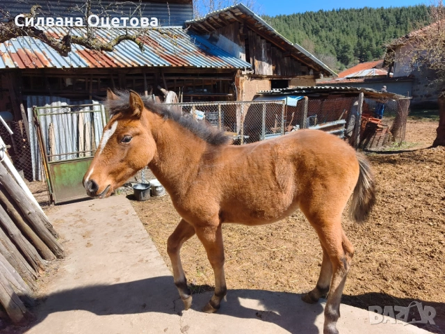 Малко конче, снимка 4 - Коне - 54137077