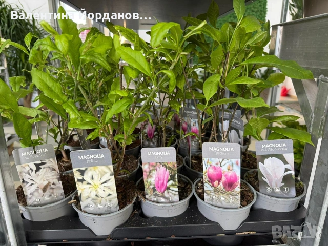 магнолия , снимка 2 - Градински цветя и растения - 54333858