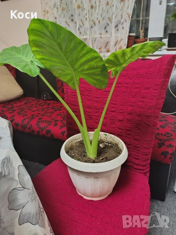 Трилистник стайно цвете 