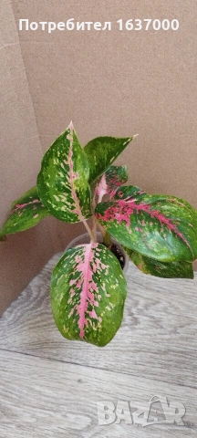 Аглаонема Lychee red 