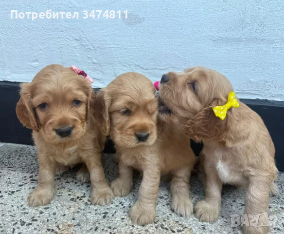 Кокер Шпаньол продавам ги, снимка 7 - Кокер шпаньол - 55781811