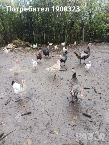 продавам пуйки