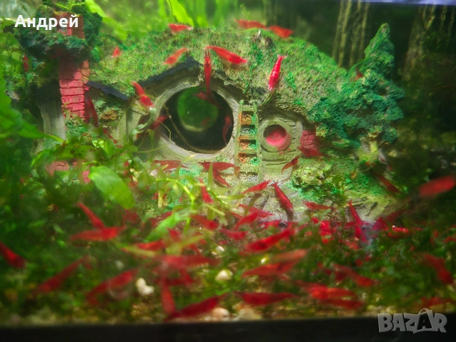 Скариди блъди мери, снимка 3 - Рибки - 52989610