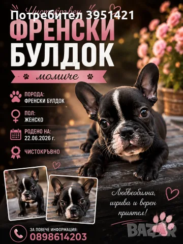ФРЕНСКИ БУЛДОГ- 2 Ваксини / , снимка 2 - Други - 55904461