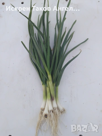 Зеле чесън , снимка 3 - Хранителни добавки - 54233169