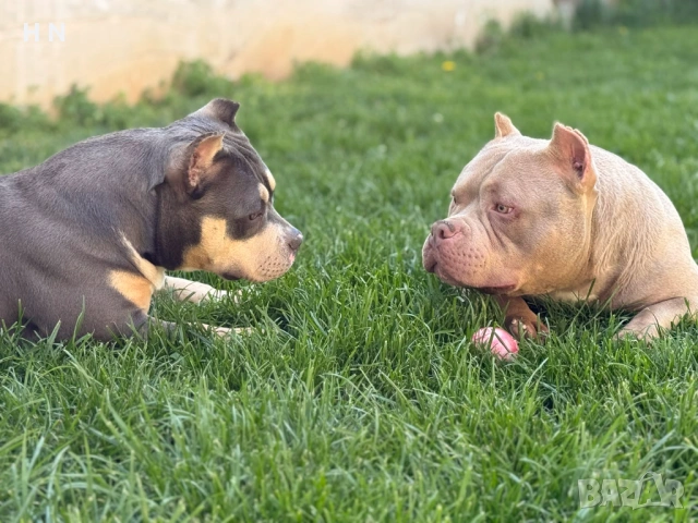 Американско були  - мъжки pet class , снимка 3 - Питбул - 53024734