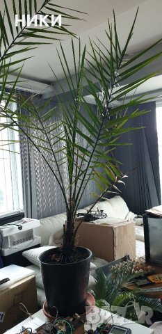 финикова палма, снимка 3 - Стайни растения - 35208757