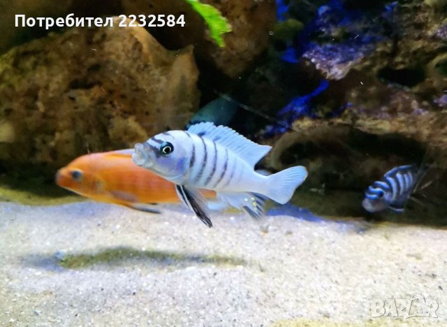 Рибки Африкански цихлиди 