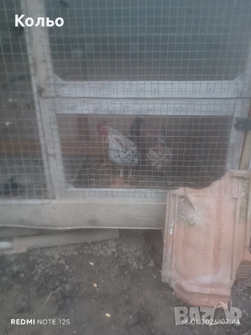 Декоративно петле , снимка 3 - Кокошки и пуйки - 53228789