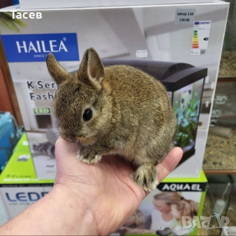 Декоративни зайчета