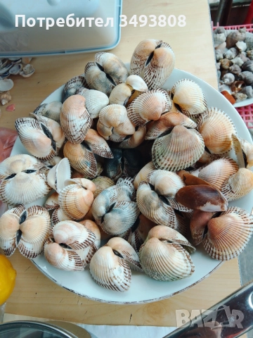 Морски миди за декорация 