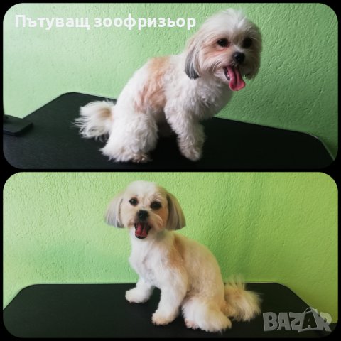 Пътуващ зоофризьор/Travelling groomer, снимка 5 - Ветеринари и услуги - 34449936