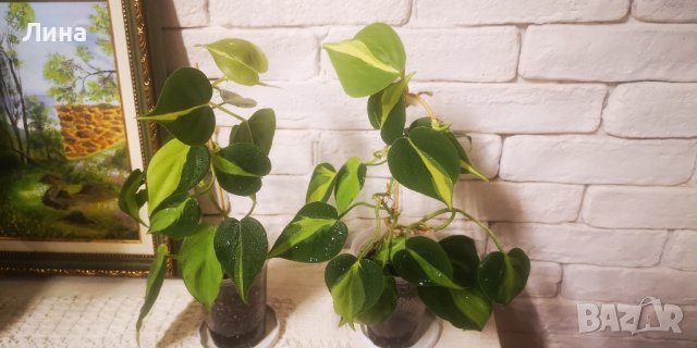 Филодендрон Бразил/Philodendron scandens Brazil/, снимка 2 - Стайни растения - 42861307