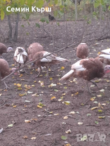 Пуйки Ред Бърбън, снимка 8 - Кокошки и пуйки - 52122158