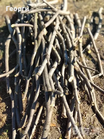 Продавам сух орехов материал, снимка 2 - Дърва за огрев - 47680327