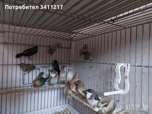 продавам амадини , снимка 4 - Амадини - 56103824