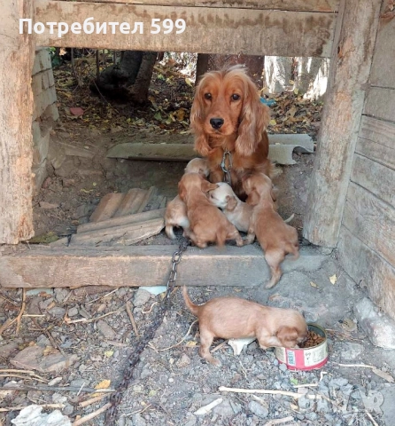 малки английски кокер шпаньолчета , снимка 1