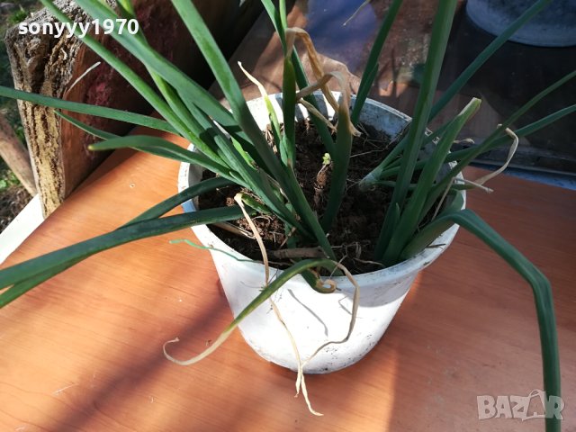 ЛУК ЗАСАДЕН В САКСИЯ-ЗА САЛАТАТА ЗА ДЕКОР ИЛИ ДР 1802241006, снимка 8 - Стайни растения - 44349132