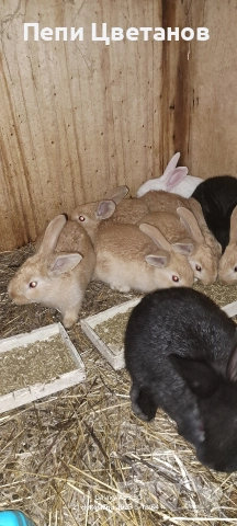 Продавам зайчета, снимка 4 - Други животни - 52867641