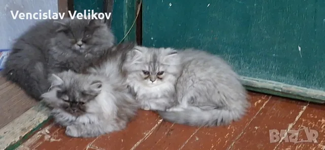 бебета персийски, снимка 9 - Персийска - 55780298