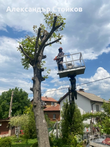 Рязане и кастрене на дървета с автовишка, снимка 14 - Други услуги - 54006380